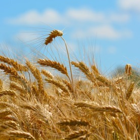 wheat-173366_640
